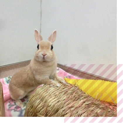 うさぎラン グルーミング 羽田空港ペットホテル Haneda Airport Pet Hotel